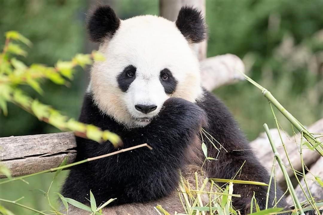 Les Bruyeres De Jeanne Et Rene Zoo De Beauval A 20Min,Chateaux Tout Inclus Fontguenand Luaran gambar